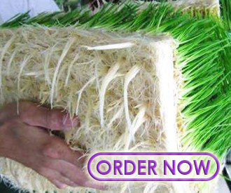 WheatGrassRootsOrderPic